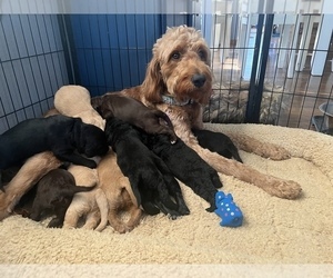 Mother of the Goldendoodle-Poodle (Standard) Mix puppies born on 05/22/2022