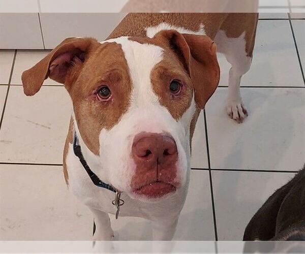 Medium Photo #2 American Pit Bull Terrier Puppy For Sale in Ocala, FL, USA