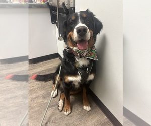 Mother of the Bernese Mountain Dog puppies born on 08/28/2025
