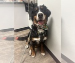 Small Photo #1 Bernese Mountain Dog Puppy For Sale in JOHNSTOWN, OH, USA