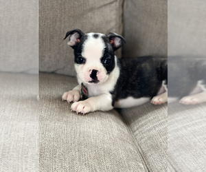 Boston Terrier Puppy for sale in BROOKVILLE HEIGHTS, IN, USA