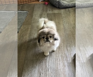 Pekingese Puppy for Sale in ANTIOCH, Tennessee USA