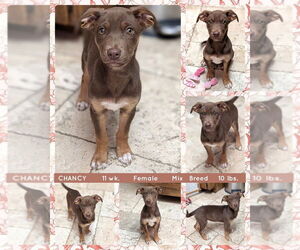 Mutt Dogs for adoption in Mesa, AZ, USA