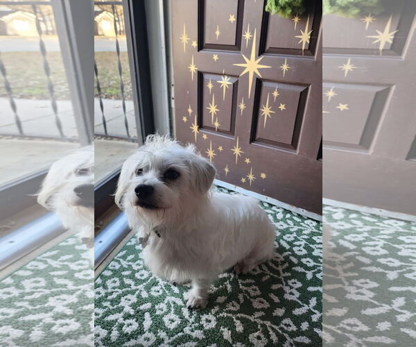 Medium Photo #3 Maltese-Unknown Mix Puppy For Sale in Euless, TX, USA