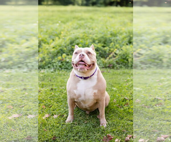 Medium Photo #18 American Pit Bull Terrier-Unknown Mix Puppy For Sale in Crete, IL, USA
