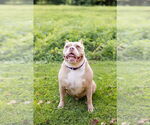 Small #17 American Pit Bull Terrier Mix