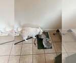 Small #2 American Eskimo Dog
