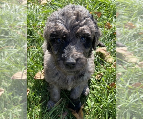 Medium Photo #2 Goldendoodle Puppy For Sale in LUCK, WI, USA