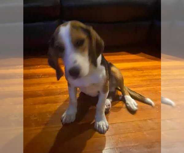 Medium Photo #2 Beagle Puppy For Sale in Dunnellon, FL, USA