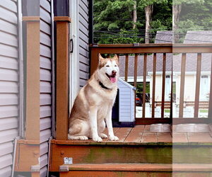 Siberian Husky Dogs for adoption in Spring Lake, NJ, USA