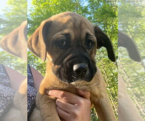 Labrador Retriever-Unknown Mix Dogs for adoption in Aurora, IN, USA