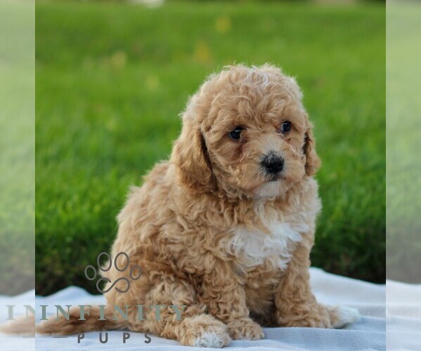 Medium Photo #4 Maltipoo Puppy For Sale in MANHEIM, PA, USA