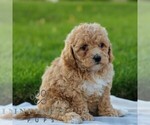 Small #3 Maltipoo
