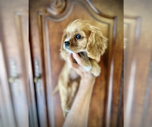 Cavalier King Charles Spaniel Puppy for sale in CENTURIA, WI, USA