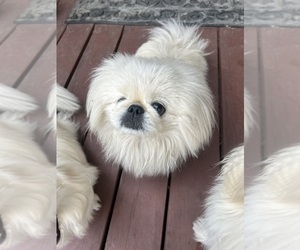 Father of the Pekingese puppies born on 03/14/2025