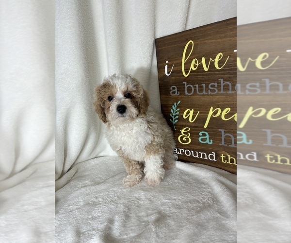 Medium Photo #3 Bernedoodle (Miniature) Puppy For Sale in GREENFIELD, IN, USA