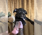 Puppy Puppy 2 American Bully