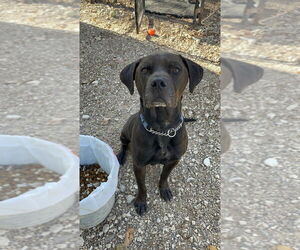 Zuse - Male Labrador Retriever-Unknown Mix Dog for Adoption - Photo #8