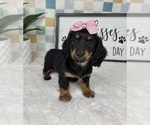 Small #4 Dachshund