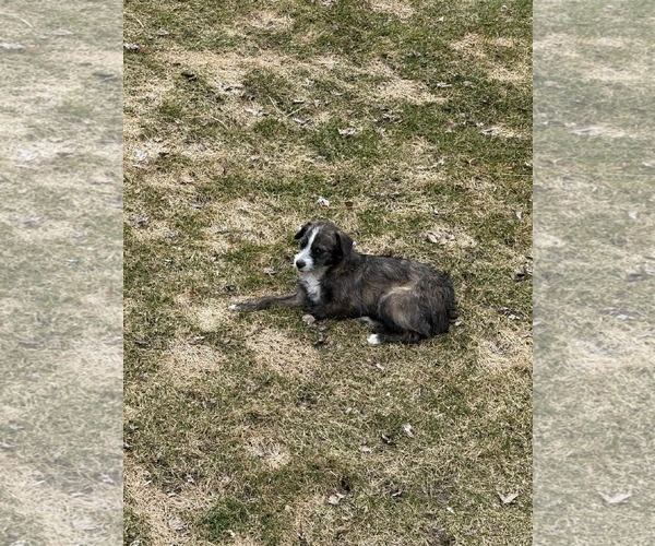 Medium Photo #2 Mutt Puppy For Sale in Minneapolis, MN, USA