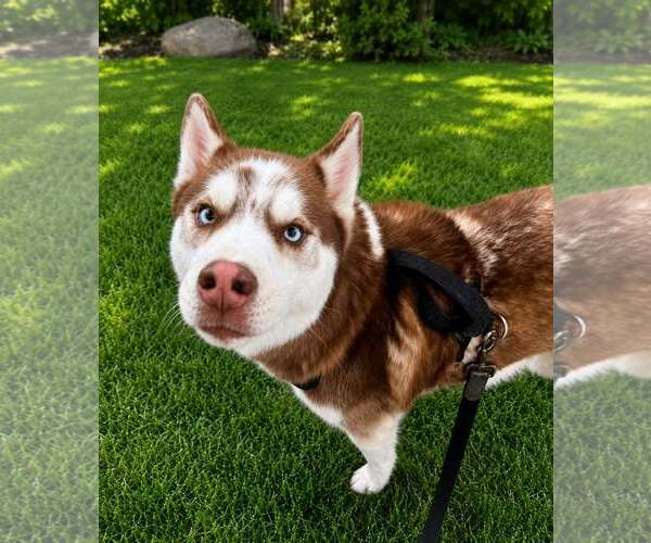 Medium Photo #1 Mutt Puppy For Sale in Shelburne, VT, USA