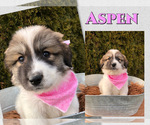Puppy Aspen Great Pyrenees