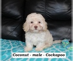 Image preview for Ad Listing. Nickname: Coconut
