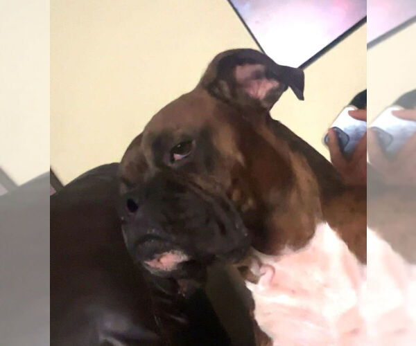 Medium Photo #2 Boxer Puppy For Sale in Austin, TX, USA