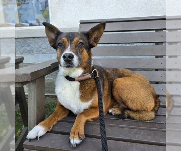 Medium Photo #1 Basenji-Unknown Mix Puppy For Sale in Long Beach, CA, USA
