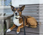 Small Basenji Mix