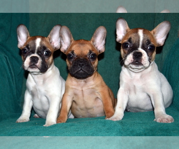 Medium Photo #6 French Bulldog Puppy For Sale in GREENWOOD, MO, USA