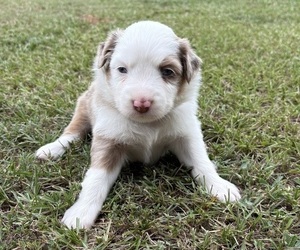 Medium Miniature Australian Shepherd