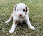 Puppy Dark Purple Miniature Australian Shepherd