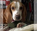 Small Photo #3 Bagle Hound Puppy For Sale in Deepwater, NJ, USA