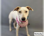 Small #4 Jack Russell Terrier Mix