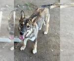 Small #1 German Shepherd Dog Mix