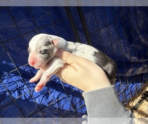 Australian Shepherd Puppy for sale in PISGAH, AL, USA