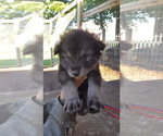 Small Photo #1 German Shepherd Dog-Wolf Hybrid Mix Puppy For Sale in DALTON, OH, USA