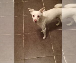 Owen - Male Chihuahua-pomeranian spitz Mix Dog for Adoption - Photo #2