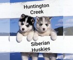 Small Photo #3 Siberian Husky Puppy For Sale in CHILLICOTHE, OH, USA