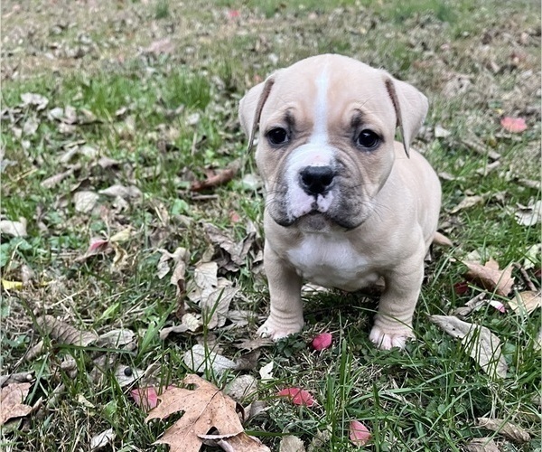 Medium Photo #2 American Bully Puppy For Sale in LANCASTER, PA, USA