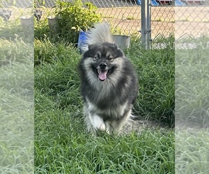Father of the Golden Retriever-Keeshond Mix puppies born on 05/21/2025