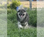 Small Photo #1 Golden Retriever-Keeshond Mix Puppy For Sale in SUFFOLK, VA, USA