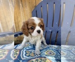 Small Photo #3 Cavalier King Charles Spaniel Puppy For Sale in CONCORD, CA, USA