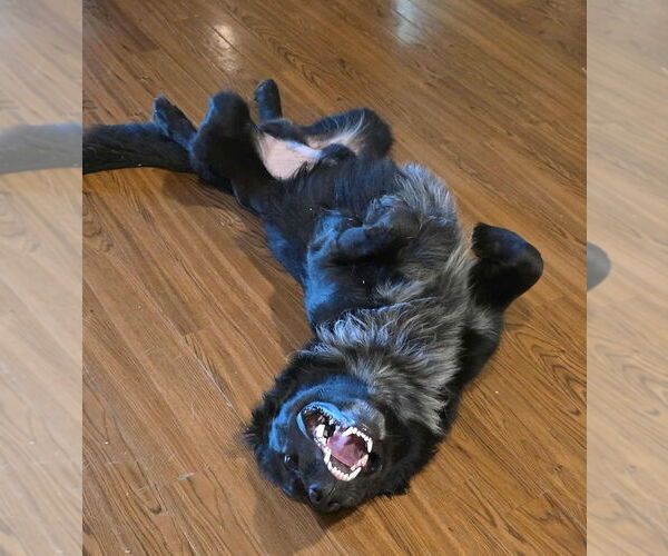 Medium Photo #3 Mutt Puppy For Sale in Abbeville, LA, USA