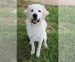 Small #6 Great Pyrenees