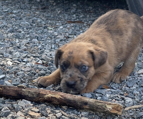 Medium Photo #5 Boxer-Poodle (Standard) Mix Puppy For Sale in WEST POINT, VA, USA