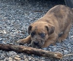 Small Photo #33 Boxer-Poodle (Standard) Mix Puppy For Sale in WEST POINT, VA, USA