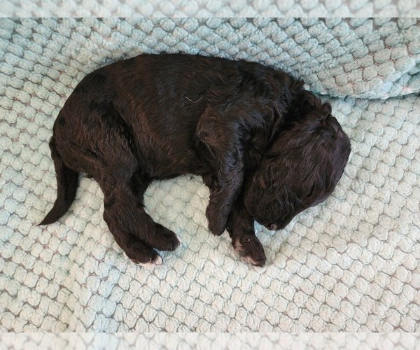 Medium Photo #45 Poodle (Standard) Puppy For Sale in CLAYTON, WA, USA