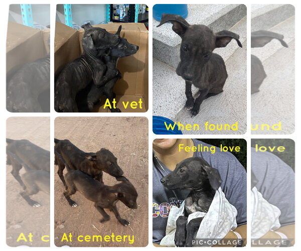 Medium Photo #6 Labrador Retriever-Unknown Mix Puppy For Sale in Queen Creek, AZ, USA